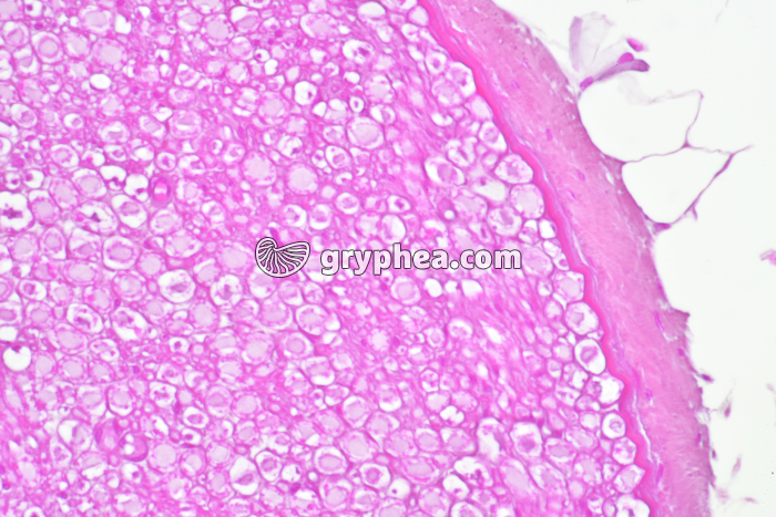 Nerf de Mammifère CT x100 - gryphea.com